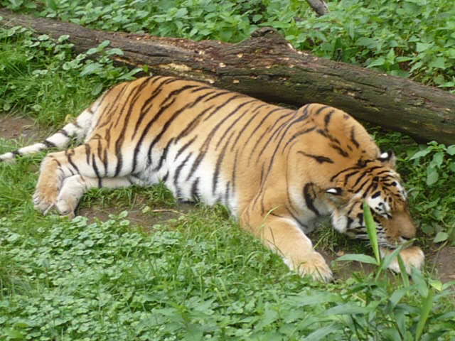 P1020990