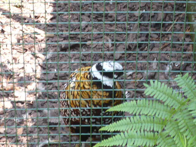 P1030152
